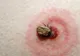 Veste extraodinară! S-a descoperit un leac extrem de eficient în tratarea maladiei Lyme