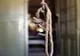 Ce au găsit autorităţile din Ucraina în casa unui bărbat care s-a spânzurat. Nu le-a venit să creadă