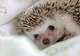 VIRAL Cum se relaxează aricii. Videoclipul vizualizat de peste 5 milioane de oameni