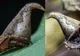 Indienii au descoperit un păianjen care seamănă cu Jobenul magic din Harry Potter