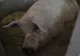 Au vrut să taie porcul, însă ce a urmat este şocant. Ce a făcut animalul?