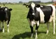 INCREDIBIL Cu ce sunt hrănite cele mai căutate bovine pentru carnea lor