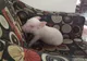 Au crezut că adoptă un purceluş pitic. Acum Esther, purcica de 300 de kg, e VEDETĂ pe internet