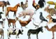 Test de personalitate. Ce spune animalul preferat despre tine