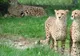 Interpol introduce un nou program pentru combaterea traficului de animale sălbatice 