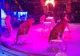 Plângere penală în urma incendiului de la Circul Globus care a omorât 11 animale