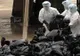 Alertă la Tulcea! Focare de gripă aviară confirmate la Periprava și CA Rosetti 