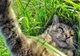 Cel mai bun SELFIE al anului? Sună bizar, dar o pisică a făcut fotografia