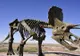 Descoperire uluitoare! Ce au găsit arheologii pe scheletul unui dinozaur de 195 de milioane de ani?