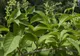 Secretul păstrat cu sfinţenie de chinezi sute de ani: planta care tratează CANCERUL în 40 de zile