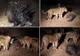 VIDEO ŞOCANT: Un porc spinos se luptă cu 17 lei flămânzi. Cine câştigă?