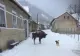 Imagine uimitoare, surprinsă în Caraş Severin. Ce animal RAR se plimbă liber pe stradă