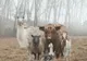 Aceste animale stau la poză de parcă li s-ar face fotografii pentru un album de muzică