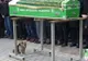 Un câine s-a așezat lângă sicriu. Toți cei prezenți au fost uimiți de ceea ce a urmat