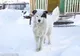 Câinele a găsit un copil abandonat. Ce a urmat aduce lacrimi în ochii tuturor!