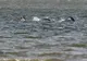 Un bărbat susţine că a fotografiat Monstrul din Loch Ness. Cum arată creatura din lacul scoţian
