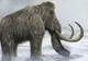Mamutul lânos, specimen dispărut de peste 4.000 de ani, va reînvia! Ce spun savanţii
