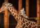 Girafă acuzată de nuditate! Motivul incredibil pentru care s-a cenzurat un clip de la zoo