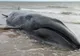 Descoperire înfiorătoare, în stomacul unei balene - FOTO