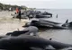 Imagini dramatice cu sute de balene care au eșuat în Noua Zeelandă