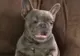 Reacţia amuzantă a unui bulldog francez când este gâdilat