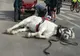 Imagini controversate. Ce s-a întâmplat cu acest cal în centrul New York-ului