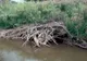 Animale dispărute de peste 200 de ani, au apărut din nou pe râurile Prahova şi Teleajen