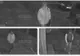 O femeie din Timişoara a fost răpită de pe stradă. Poliţiştii sunt în alertă 