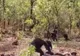 Scene de groază! Un cimpanzeu, torturat şi mâncat când a încercat să-şi recapete poziţia de lider