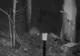 Știi ce animal e acesta? Cum arată creatura ciudată care apare tot mai des într-o pădure