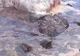 O creatură din adâncuri a eșuat pe plajă. Nimeni nu știe ce animal este. Arată ireal