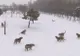 Imagini incredibile. Tigrii din China și-au găsit o nouă jucărie: dronele