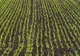 Oamenii de ştiinţă avertizează! Comerțul agricol mondial, ameninţat de un pericol iminent