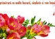 FELICITĂRI 1 MARTIE. Cele mai frumoase felicitări, mesaje, urări şi sms-uri  de Mărţişor