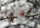 METEO. Cum va fi VREMEA în perioada martie - mai. Prognoza pentru următoarele trei luni