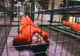 Un britanic eliberat de la Guantanamo a comis un atentat sinucigaș