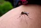 Avertisment MAE pentru românii care pleacă din țară. Ce este "MALARIA de import" și care sunt riscurile?