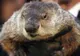 Previziunea INCREDIBILĂ a marmotei Phil despre SUA. Ce se va întâmpla în următoarea perioadă?