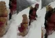 Imagine tulburătoare: cum salvează o fetiţă din Turcia un pui de capră născut în zăpadă