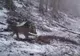 Surpriza pentru pădurari - ce animal extrem de RAR a fost surprins de camere, în România