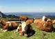 Cum sunt crescute cele mai scumpe animale din lume: berea și muzica clasică, ingrediente principale