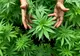 O ţară din Europa va legaliza cultivarea cannabisului