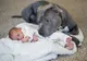 Şi-a avertizat soţia să nu lase pitbull-ul lângă bebeluş. Dar l-a aşezat pe mochetă. Ce a urmat 