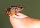 Oamenii de ştiinţă au descoperit o specie nouă de broască. E atât de mică, încât încape pe o unghie
