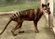La 80 de ani de la EXTINCŢIE, un animal legendar a fost zărit