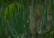 Descoperirea senzaţională în România! Biologii au identificat o nouă specie de plantă