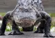 Au fost îngroziți la apariția creaturii! "Am crezut că era un dinozaur”