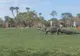 Imagini incredibile. Un aligator intră pe teren în timpul unui turneu de golf. Ce face acolo