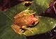 Este aceasta descoperirea secolului? A fost găsit primul amfibian fluorescent