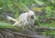 Victimele nevinovate ale ciclonului Debbie. Natura dezlănţuită nu ţine cont de ele